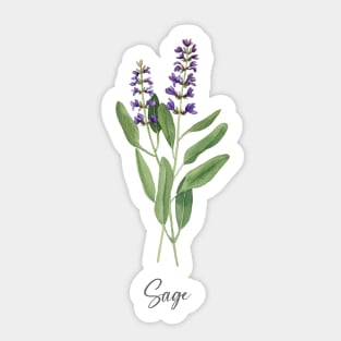 Sage herbs art Sticker